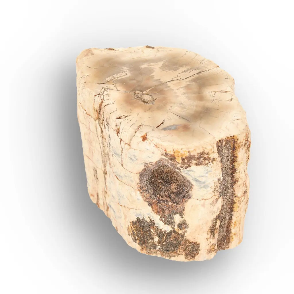 Get your Small Petrified Wood Branch from Ambilobe Madagascar Fossil Wood online now or in store at Forever Gems in Franschhoek, South Africa