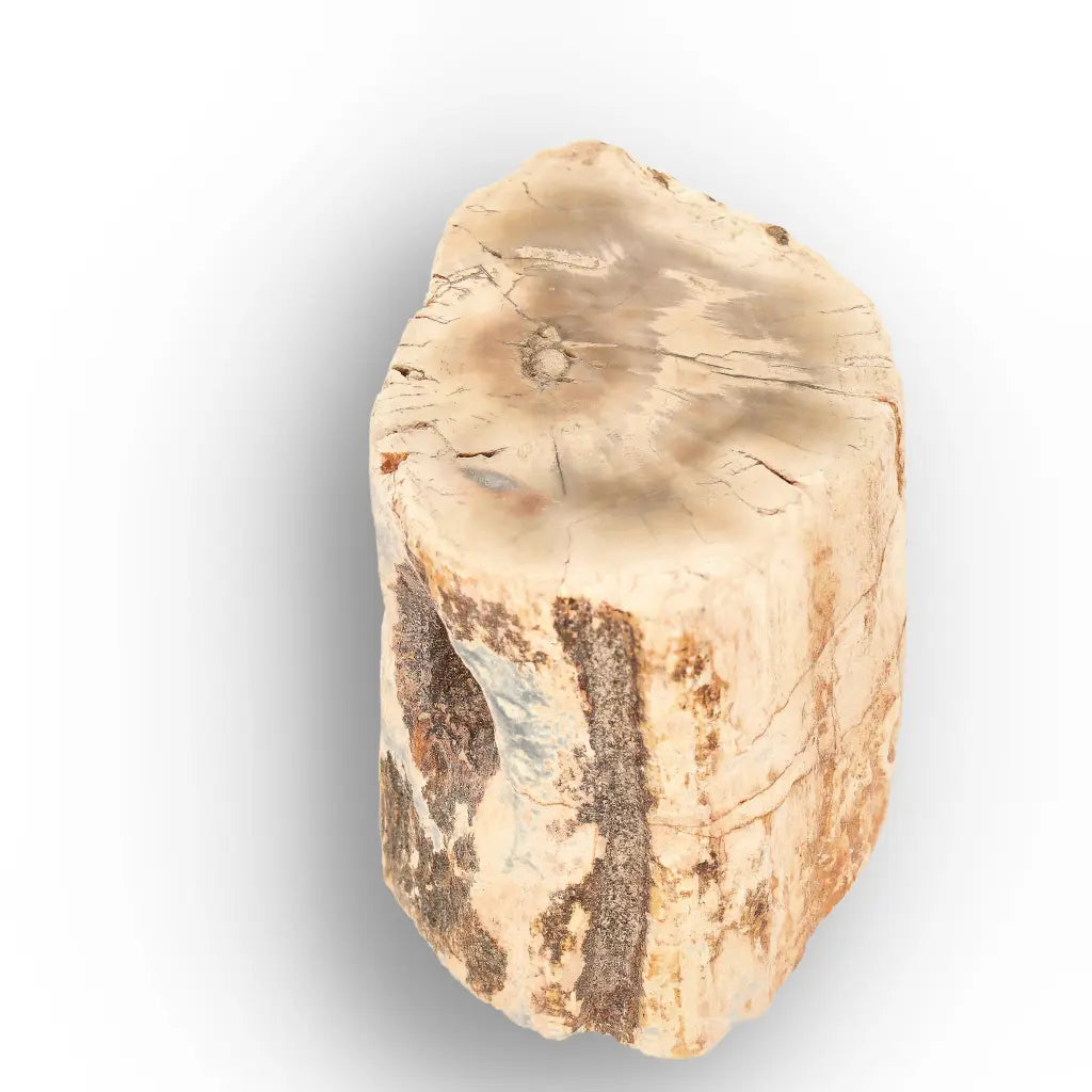 Get your Small Petrified Wood Branch from Ambilobe Madagascar Fossil Wood online now or in store at Forever Gems in Franschhoek, South Africa