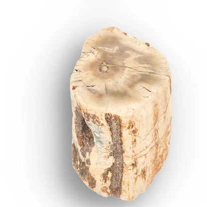 Get your Small Petrified Wood Branch from Ambilobe Madagascar Fossil Wood online now or in store at Forever Gems in Franschhoek, South Africa