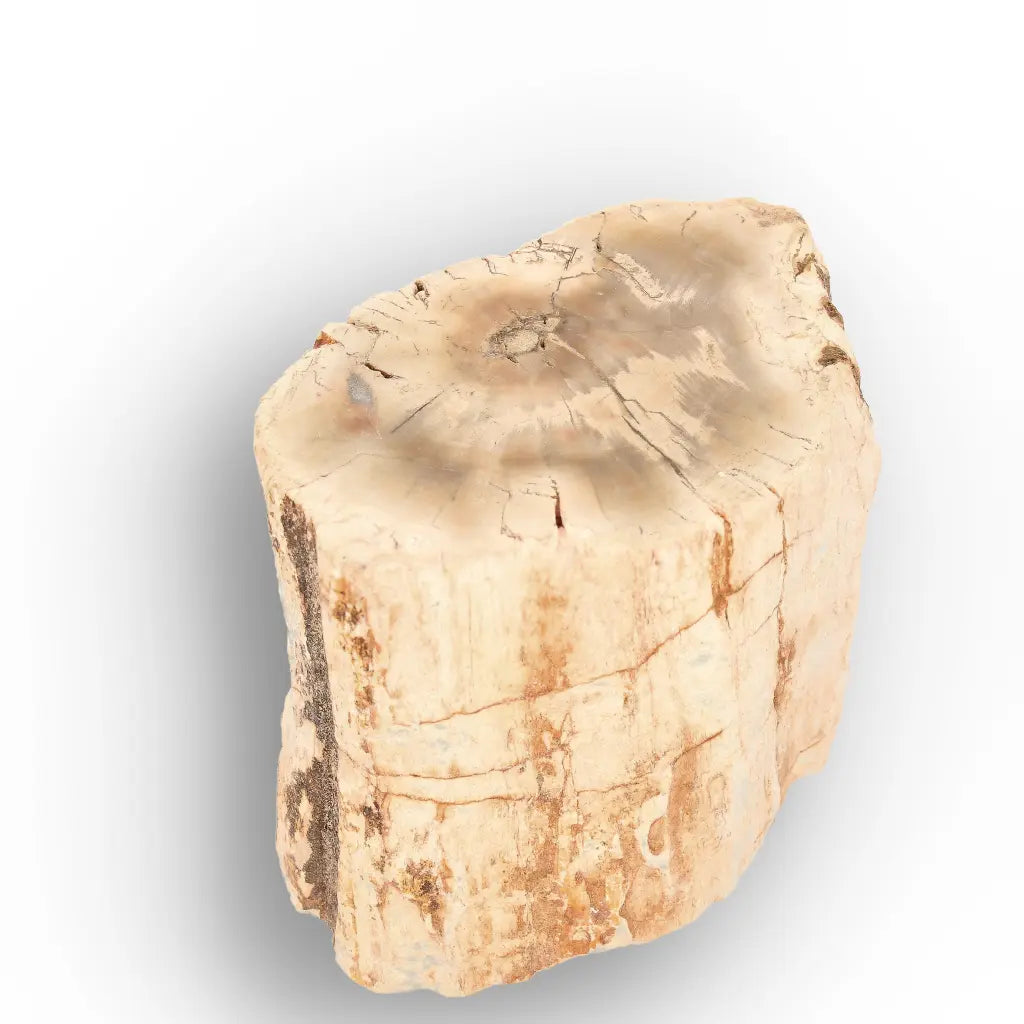Get your Small Petrified Wood Branch from Ambilobe Madagascar Fossil Wood online now or in store at Forever Gems in Franschhoek, South Africa