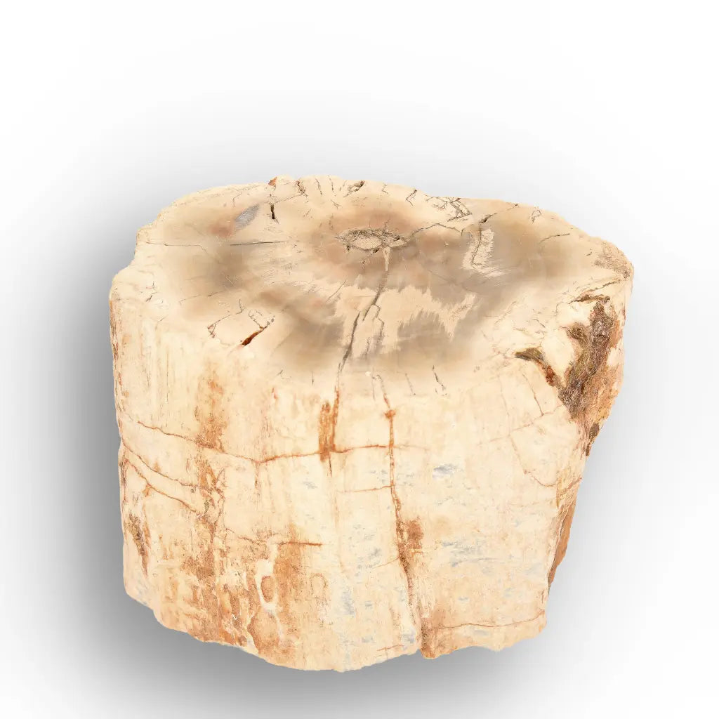 Get your Small Petrified Wood Branch from Ambilobe Madagascar Fossil Wood online now or in store at Forever Gems in Franschhoek, South Africa