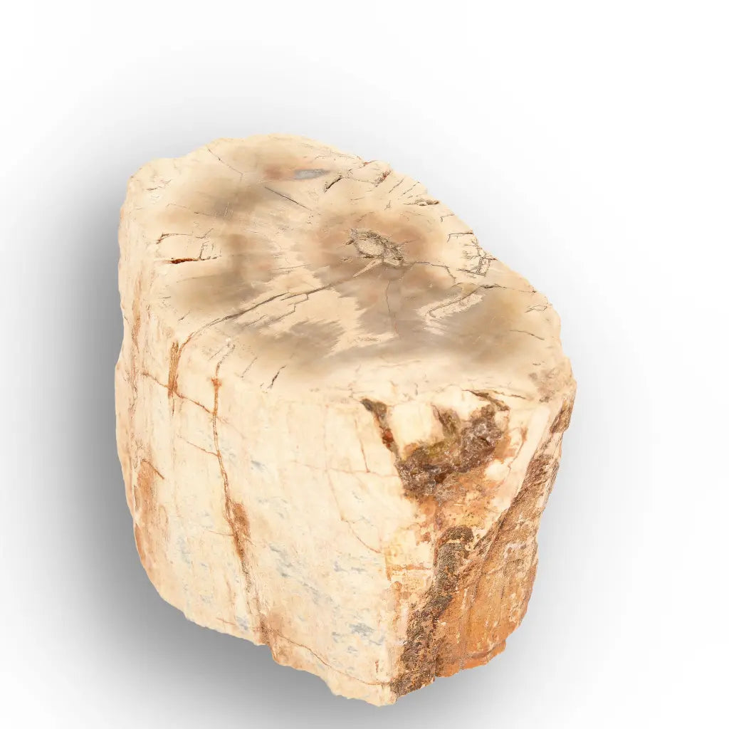 Get your Small Petrified Wood Branch from Ambilobe Madagascar Fossil Wood online now or in store at Forever Gems in Franschhoek, South Africa