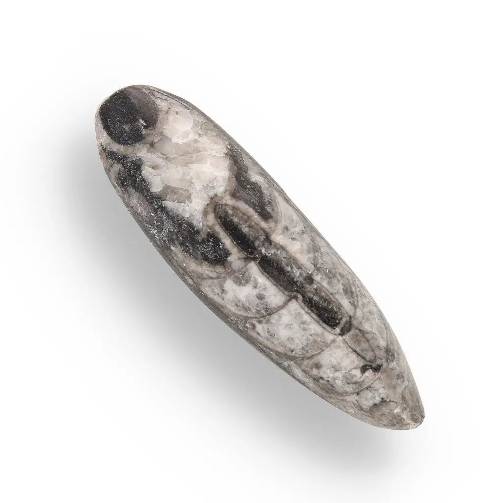 Prehistoric Treasures: The Ultimate Fossil Gift Box!
