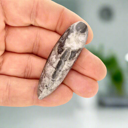 Prehistoric Treasures: The Ultimate Fossil Gift Box!