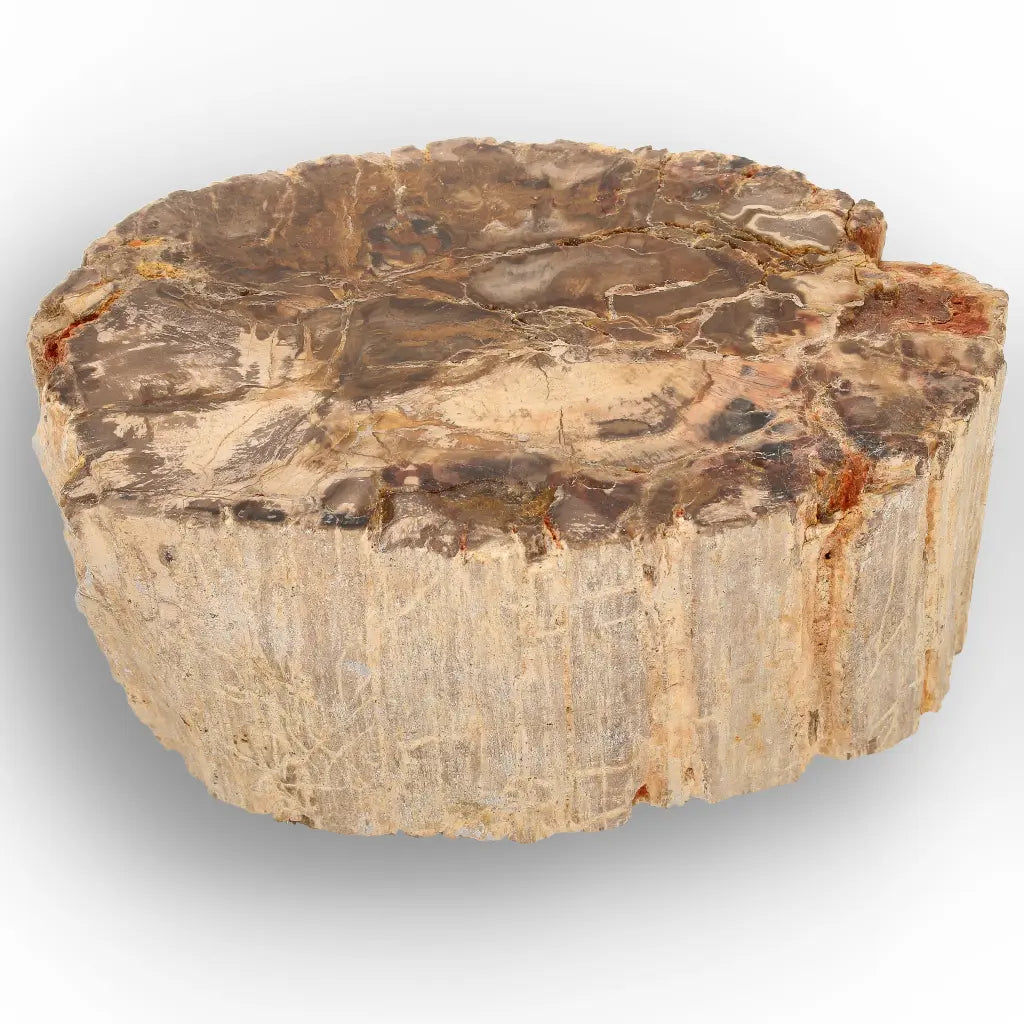 Get your Petrified Wood Branch Fossil from Ambilobe Madagascar online now or in store at Forever Gems in Franschhoek, South Africa