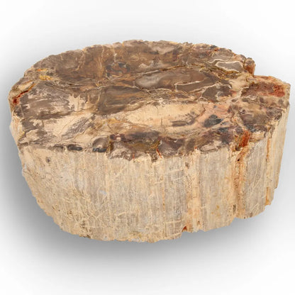 Get your Petrified Wood Branch Fossil from Ambilobe Madagascar online now or in store at Forever Gems in Franschhoek, South Africa
