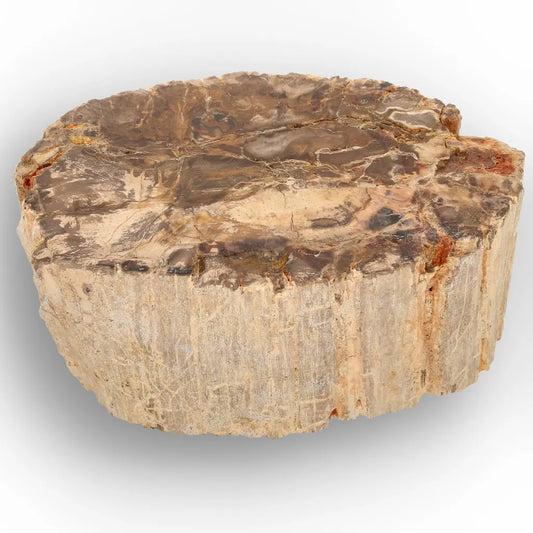 Get your Petrified Wood Branch Fossil from Ambilobe Madagascar online now or in store at Forever Gems in Franschhoek, South Africa