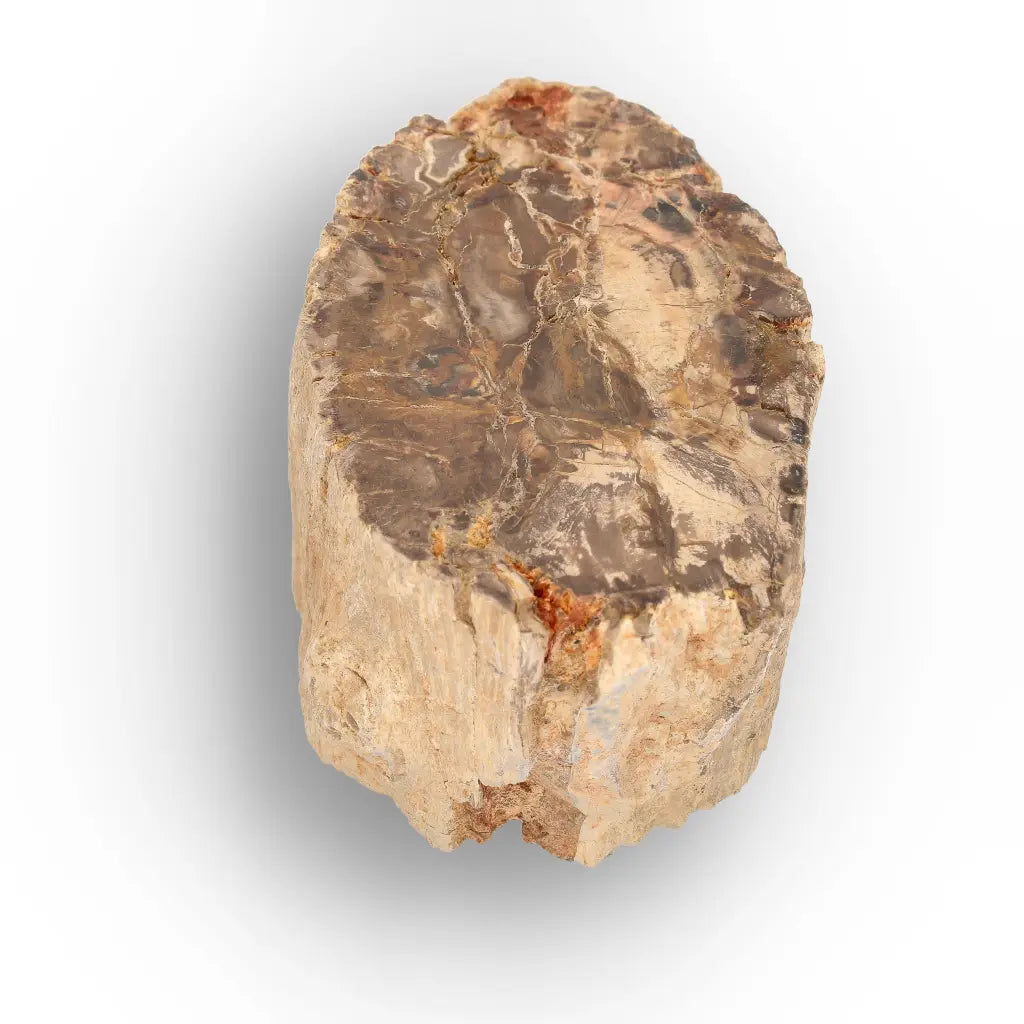 Get your Petrified Wood Branch Fossil from Ambilobe Madagascar online now or in store at Forever Gems in Franschhoek, South Africa