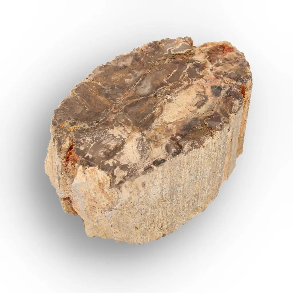 Get your Petrified Wood Branch Fossil from Ambilobe Madagascar online now or in store at Forever Gems in Franschhoek, South Africa