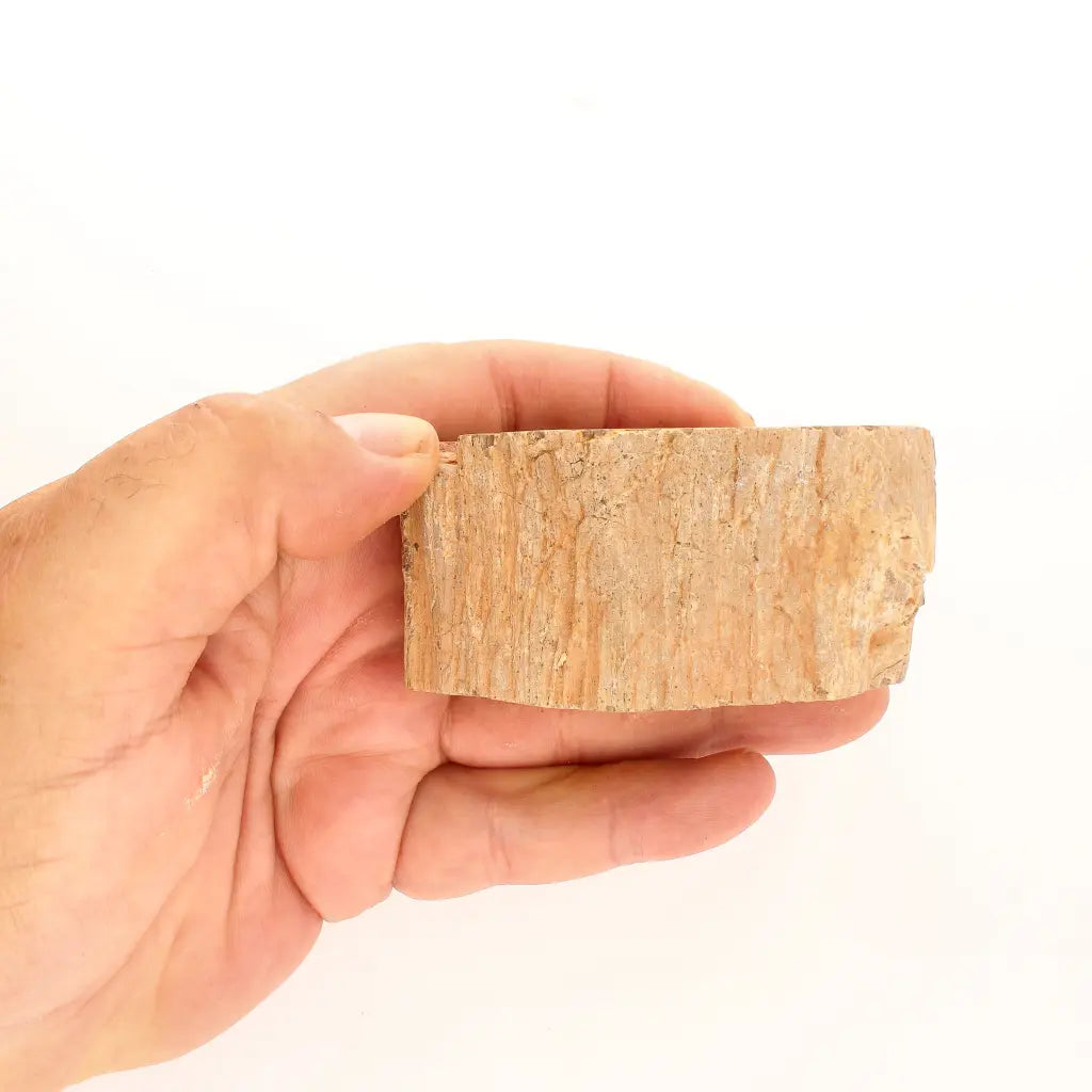 Get your Petrified Wood Branch Fossil from Ambilobe Madagascar online now or in store at Forever Gems in Franschhoek, South Africa