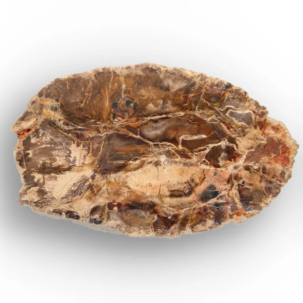 Get your Petrified Wood Branch Fossil from Ambilobe Madagascar online now or in store at Forever Gems in Franschhoek, South Africa