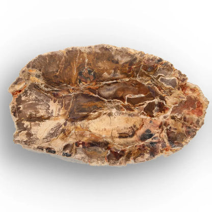 Get your Petrified Wood Branch Fossil from Ambilobe Madagascar online now or in store at Forever Gems in Franschhoek, South Africa