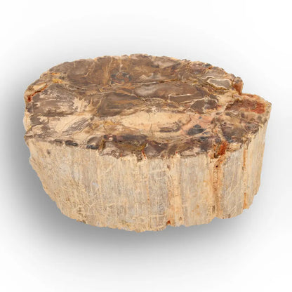 Get your Petrified Wood Branch Fossil from Ambilobe Madagascar online now or in store at Forever Gems in Franschhoek, South Africa