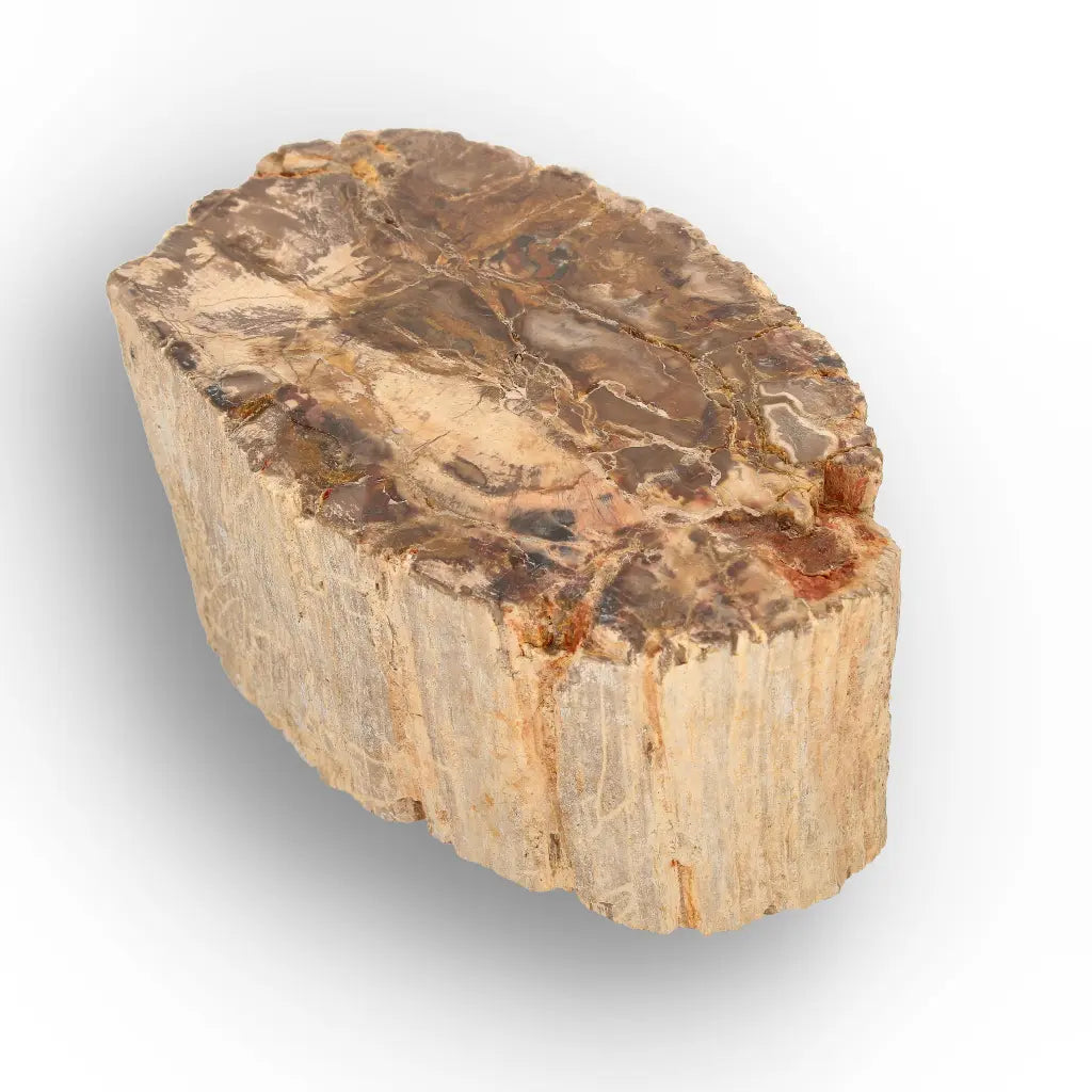 Get your Petrified Wood Branch Fossil from Ambilobe Madagascar online now or in store at Forever Gems in Franschhoek, South Africa