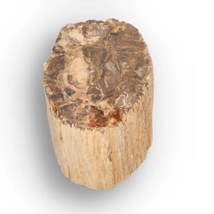 Get your Petrified Wood Branch Fossil from Ambilobe Madagascar online now or in store at Forever Gems in Franschhoek, South Africa