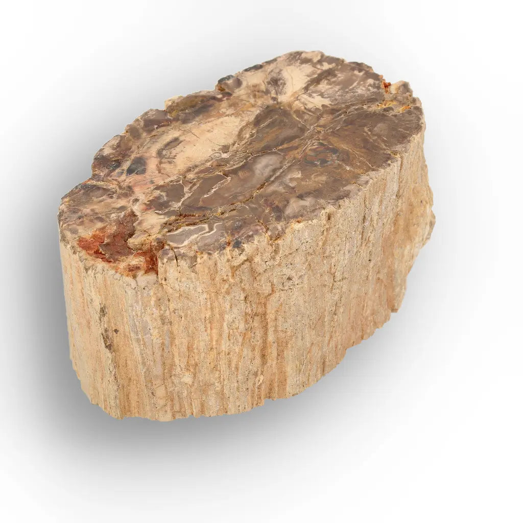 Get your Petrified Wood Branch Fossil from Ambilobe Madagascar online now or in store at Forever Gems in Franschhoek, South Africa