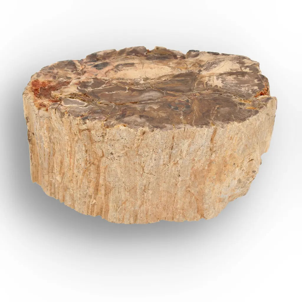 Get your Petrified Wood Branch Fossil from Ambilobe Madagascar online now or in store at Forever Gems in Franschhoek, South Africa