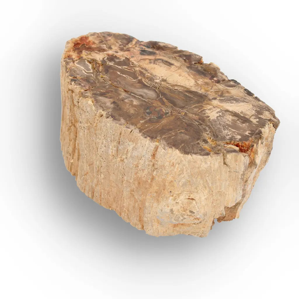 Get your Petrified Wood Branch Fossil from Ambilobe Madagascar online now or in store at Forever Gems in Franschhoek, South Africa
