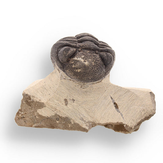 Buy your Timeless Traveler: Authentic Morocops Trilobite from Morocco online now or in store at Forever Gems in Franschhoek, South Africa
