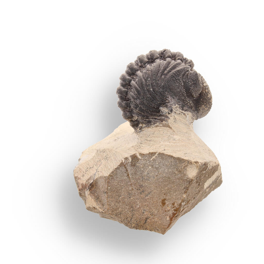 Buy your Timeless Traveler: Authentic Morocops Trilobite from Morocco online now or in store at Forever Gems in Franschhoek, South Africa