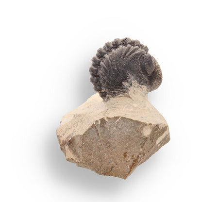 Buy your Timeless Traveler: Authentic Morocops Trilobite from Morocco online now or in store at Forever Gems in Franschhoek, South Africa