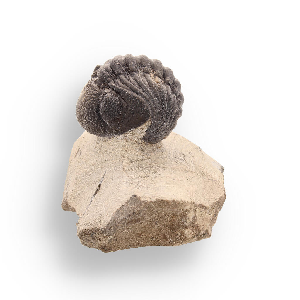 Buy your Timeless Traveler: Authentic Morocops Trilobite from Morocco online now or in store at Forever Gems in Franschhoek, South Africa