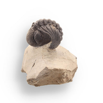 Buy your Timeless Traveler: Authentic Morocops Trilobite from Morocco online now or in store at Forever Gems in Franschhoek, South Africa