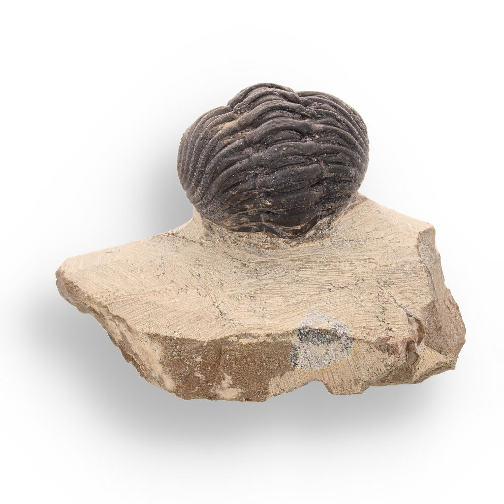 Buy your Timeless Traveler: Authentic Morocops Trilobite from Morocco online now or in store at Forever Gems in Franschhoek, South Africa