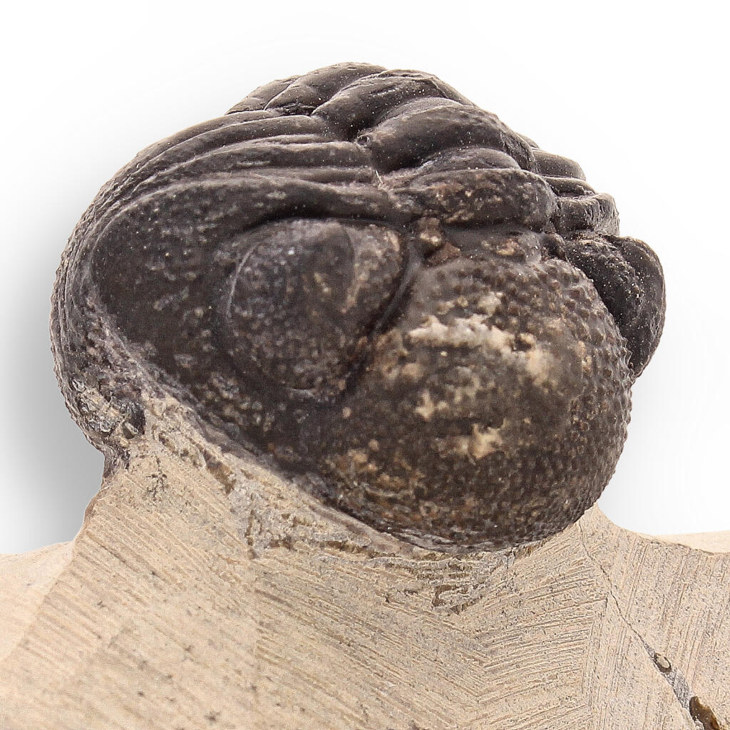 Buy your Timeless Traveler: Authentic Morocops Trilobite from Morocco online now or in store at Forever Gems in Franschhoek, South Africa