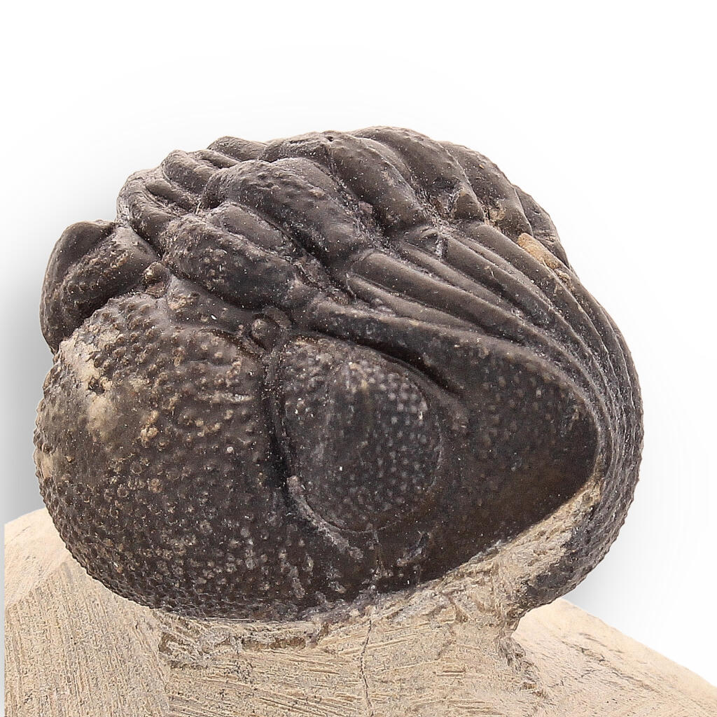 Buy your Timeless Traveler: Authentic Morocops Trilobite from Morocco online now or in store at Forever Gems in Franschhoek, South Africa