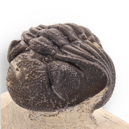 Buy your Timeless Traveler: Authentic Morocops Trilobite from Morocco online now or in store at Forever Gems in Franschhoek, South Africa
