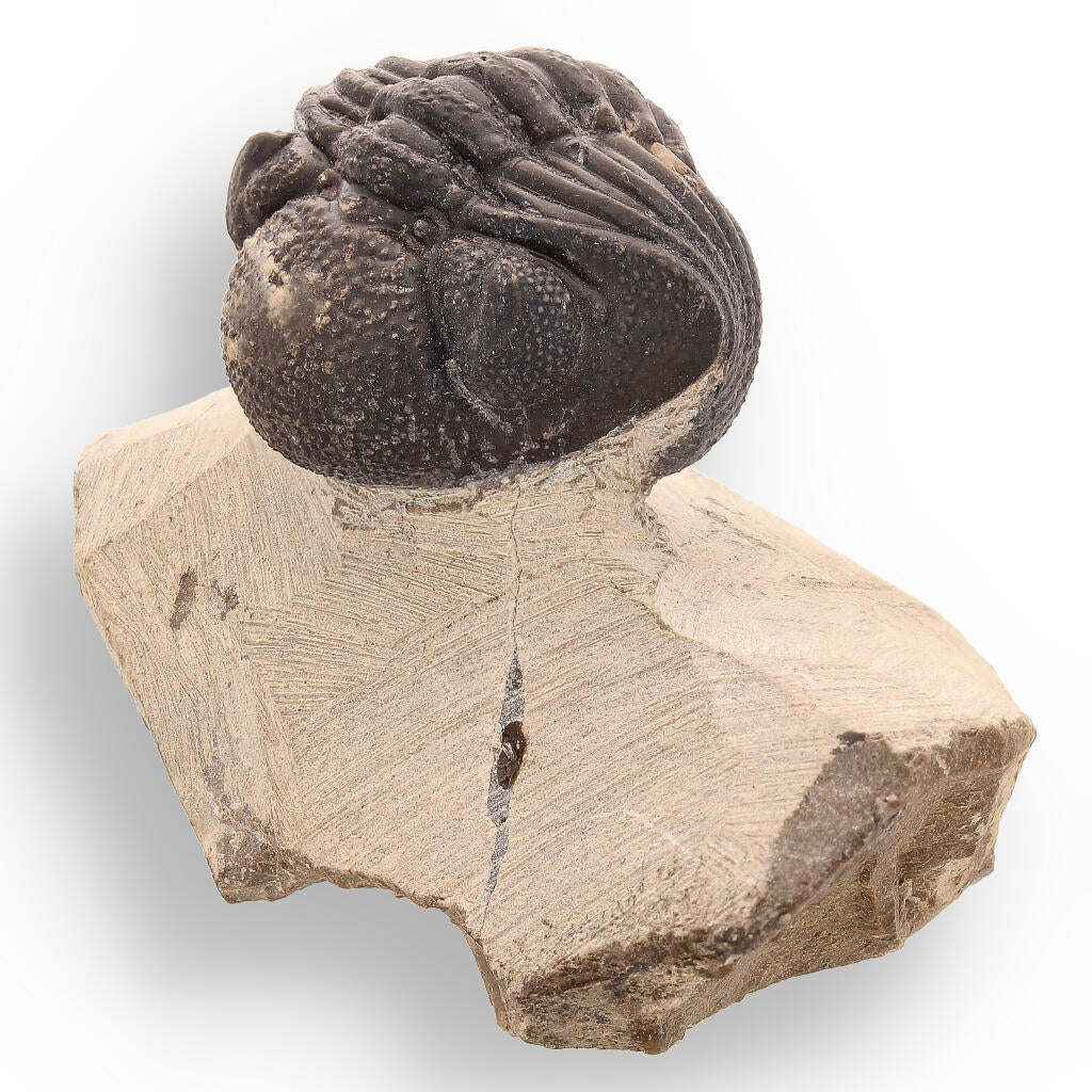 Buy your Timeless Traveler: Authentic Morocops Trilobite from Morocco online now or in store at Forever Gems in Franschhoek, South Africa