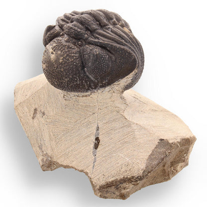 Buy your Timeless Traveler: Authentic Morocops Trilobite from Morocco online now or in store at Forever Gems in Franschhoek, South Africa