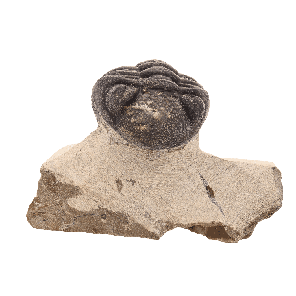 Buy your Timeless Traveler: Authentic Morocops Trilobite from Morocco online now or in store at Forever Gems in Franschhoek, South Africa