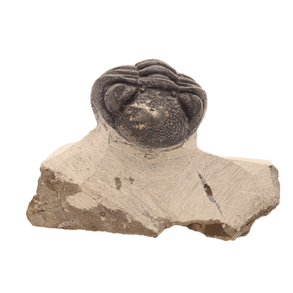 Buy your Timeless Traveler: Authentic Morocops Trilobite from Morocco online now or in store at Forever Gems in Franschhoek, South Africa