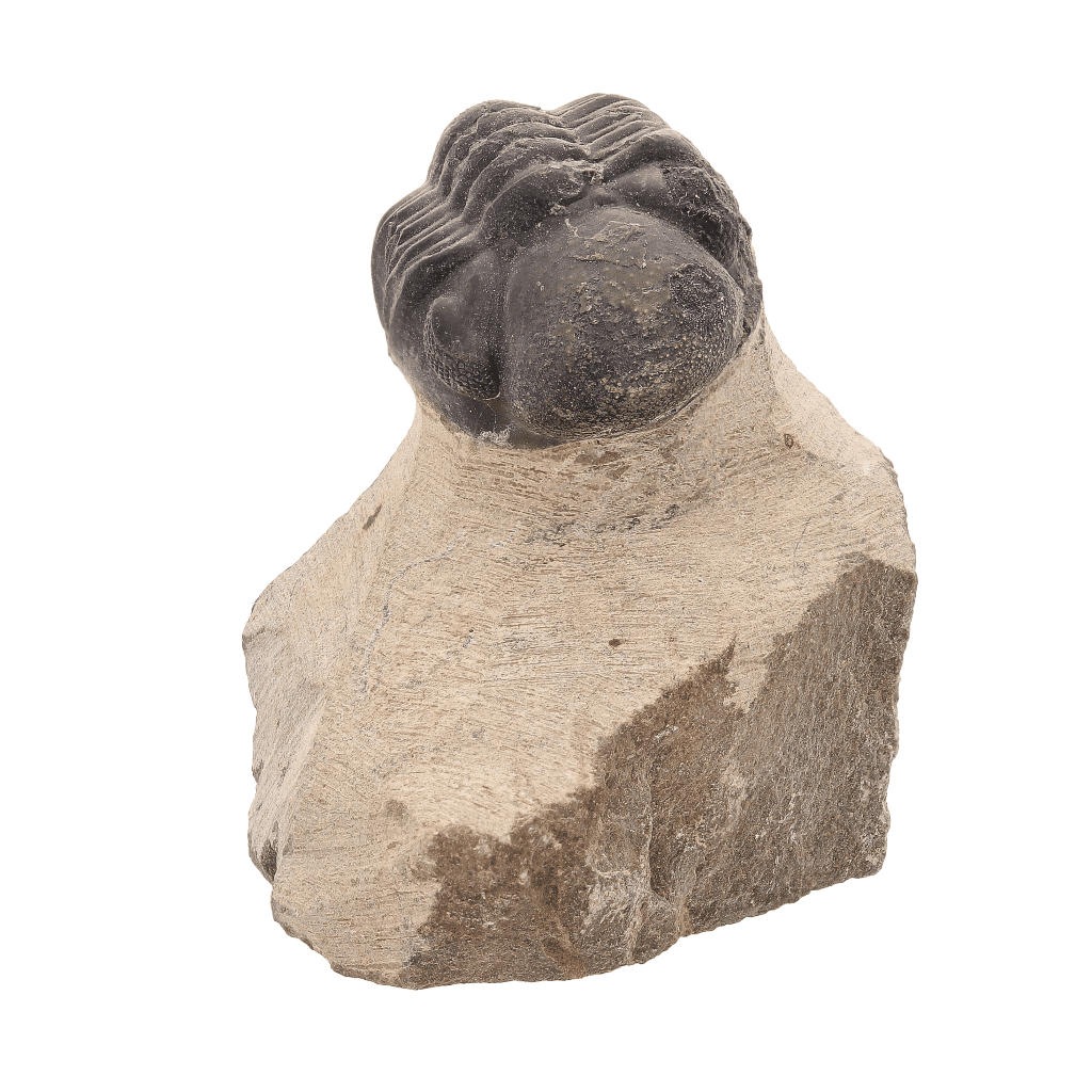 Buy your Fossilized Marvel: 400-Million-Year-Old Morocops Trilobite online now or in store at Forever Gems in Franschhoek, South Africa