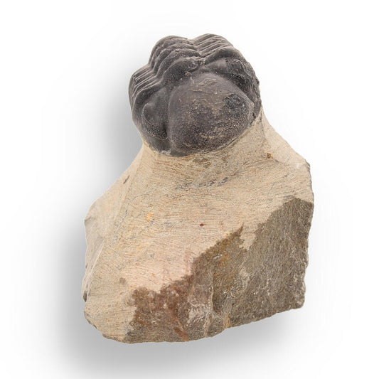 Buy your Fossilized Marvel: 400-Million-Year-Old Morocops Trilobite online now or in store at Forever Gems in Franschhoek, South Africa