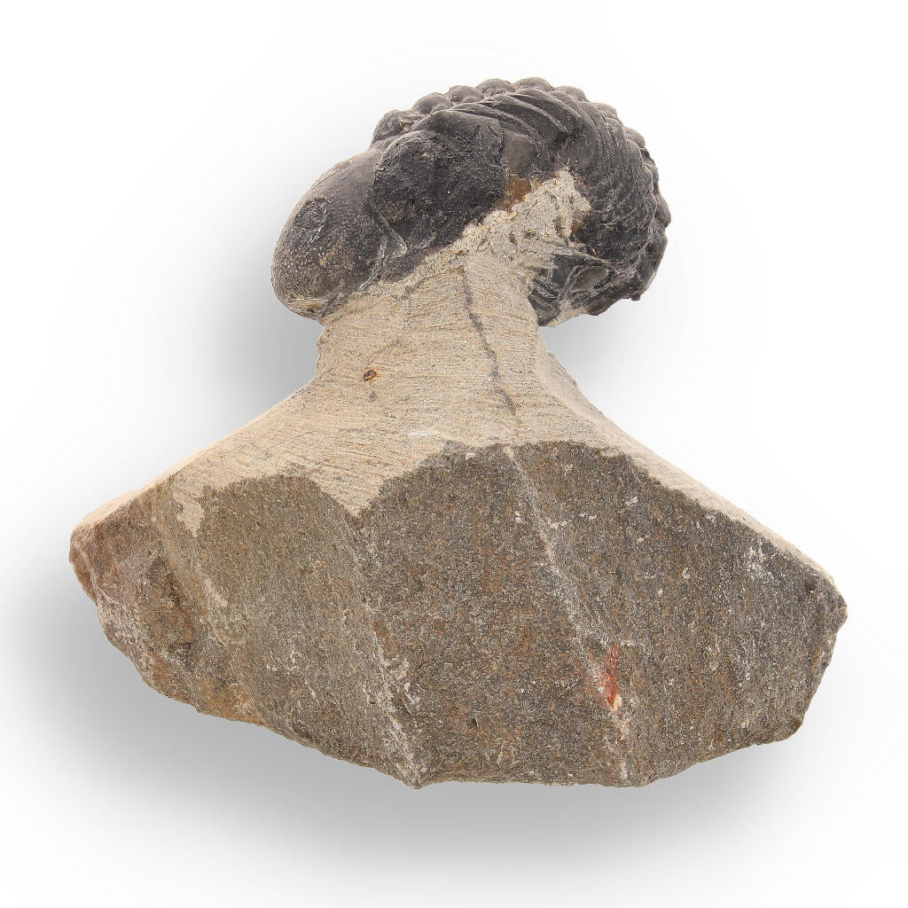Buy your Fossilized Marvel: 400-Million-Year-Old Morocops Trilobite online now or in store at Forever Gems in Franschhoek, South Africa