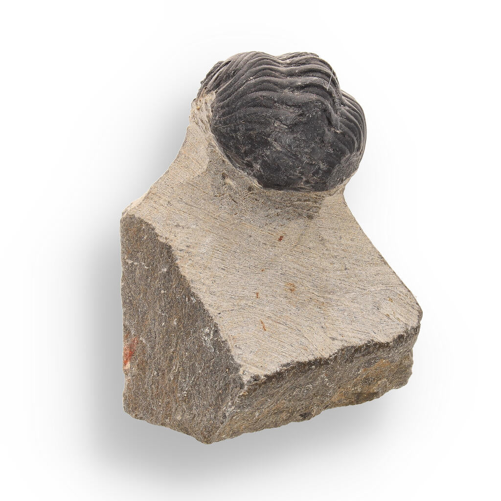 Buy your Fossilized Marvel: 400-Million-Year-Old Morocops Trilobite online now or in store at Forever Gems in Franschhoek, South Africa