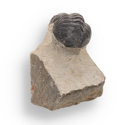 Buy your Fossilized Marvel: 400-Million-Year-Old Morocops Trilobite online now or in store at Forever Gems in Franschhoek, South Africa