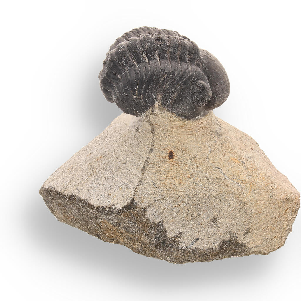 Buy your Fossilized Marvel: 400-Million-Year-Old Morocops Trilobite online now or in store at Forever Gems in Franschhoek, South Africa