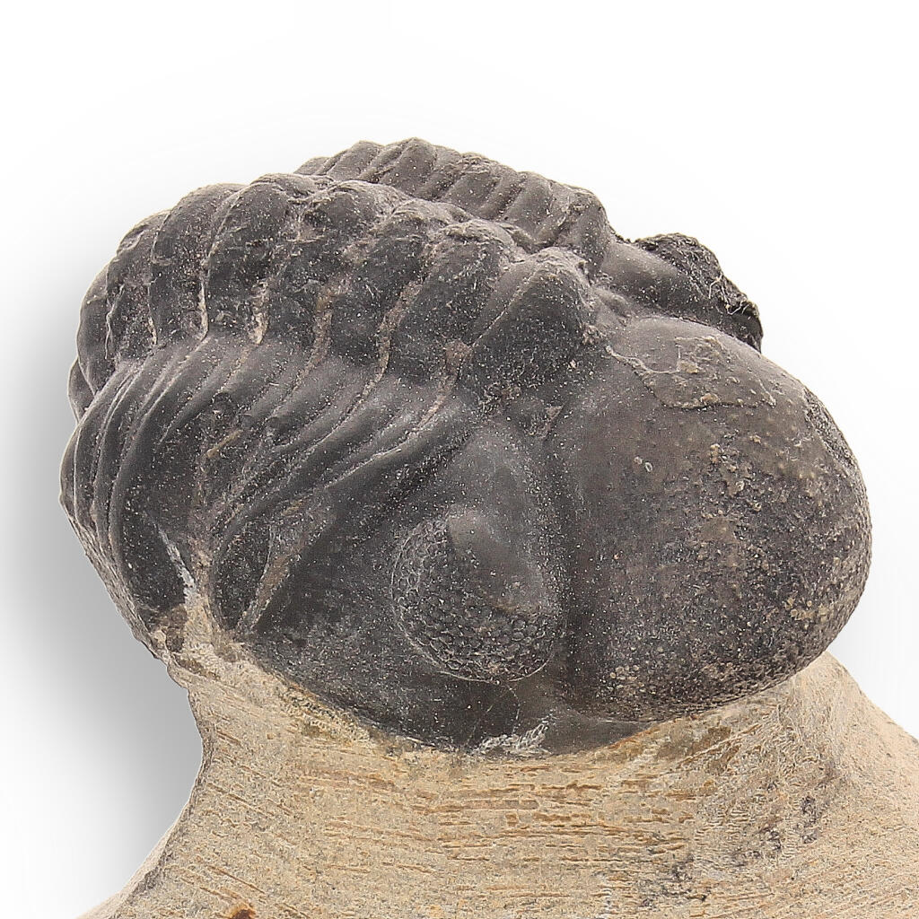 Buy your Fossilized Marvel: 400-Million-Year-Old Morocops Trilobite online now or in store at Forever Gems in Franschhoek, South Africa