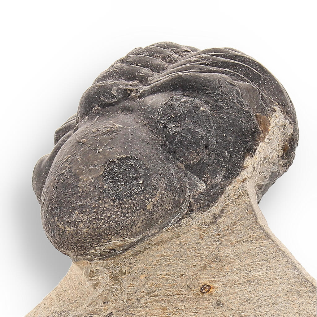 Buy your Fossilized Marvel: 400-Million-Year-Old Morocops Trilobite online now or in store at Forever Gems in Franschhoek, South Africa