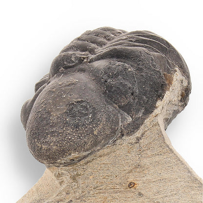 Buy your Fossilized Marvel: 400-Million-Year-Old Morocops Trilobite online now or in store at Forever Gems in Franschhoek, South Africa