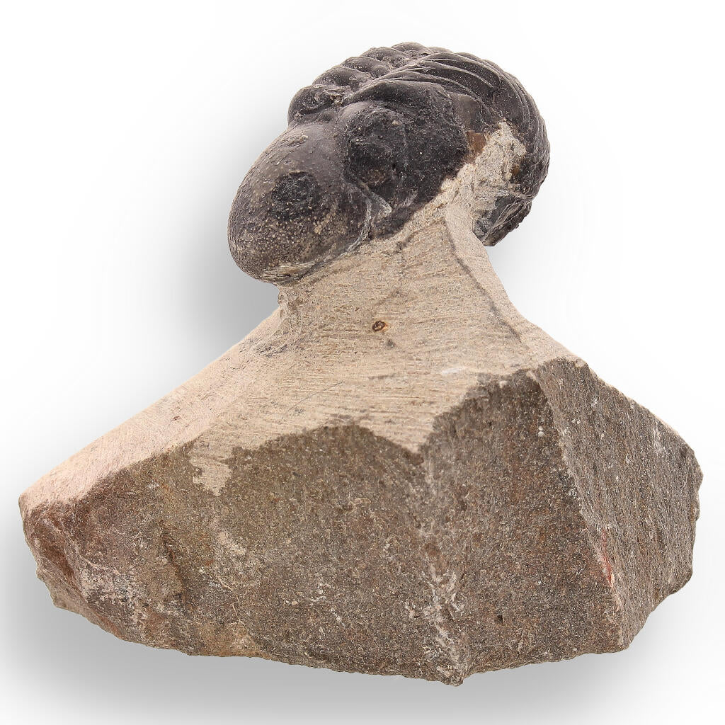 Buy your Fossilized Marvel: 400-Million-Year-Old Morocops Trilobite online now or in store at Forever Gems in Franschhoek, South Africa