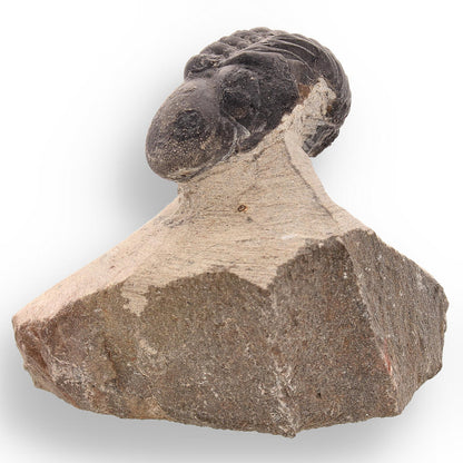 Buy your Fossilized Marvel: 400-Million-Year-Old Morocops Trilobite online now or in store at Forever Gems in Franschhoek, South Africa