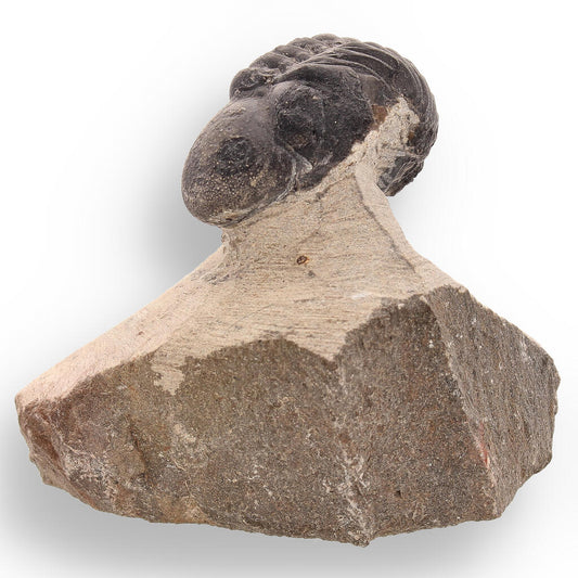 Buy your Fossilized Marvel: 400-Million-Year-Old Morocops Trilobite online now or in store at Forever Gems in Franschhoek, South Africa