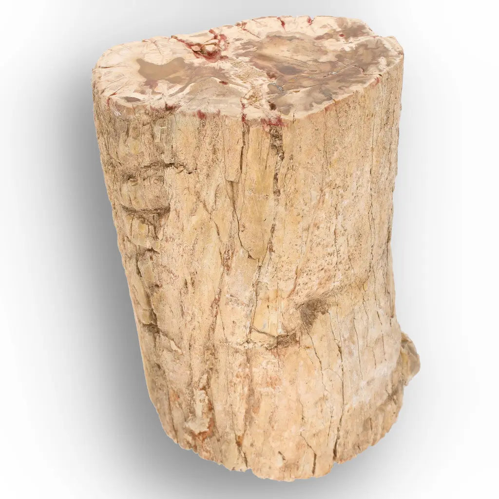 Get your Large Petrified Wood Branch Fossil from Ambilobe Madagascar online now or in store at Forever Gems in Franschhoek, South Africa