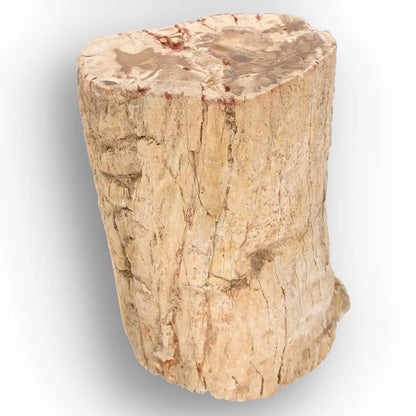 Get your Large Petrified Wood Branch Fossil from Ambilobe Madagascar online now or in store at Forever Gems in Franschhoek, South Africa