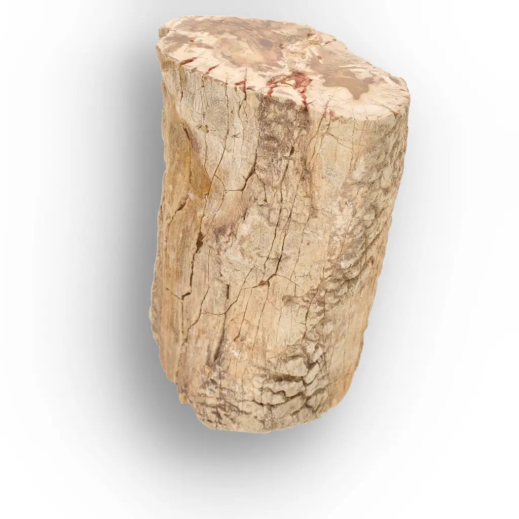 Get your Large Petrified Wood Branch Fossil from Ambilobe Madagascar online now or in store at Forever Gems in Franschhoek, South Africa